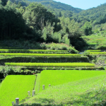 「東秩父村の棚田」　撮影者：内海真実 撮影地：埼玉県秩父群東秩父村　撮影日：平成27年9月20日