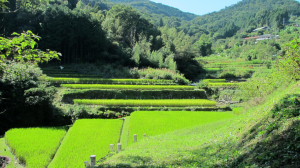 「東秩父村の棚田」　撮影者：内海真実 撮影地：埼玉県秩父群東秩父村　撮影日：平成27年9月20日
