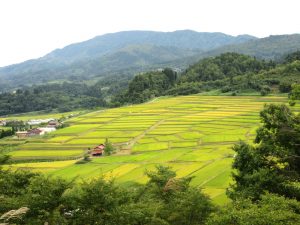 「日本の棚田百選」に選ばれている椹平の棚田です。扇形の特徴ある形状で、撮影日には、一部で稲刈りが始まっていました。 撮影者：原田富夫 　撮影地：山形県西村山郡朝日町 　撮影日：2018年9月19日
