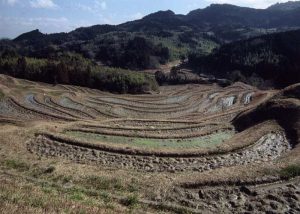 「早春の棚田」　撮影者：佐野浩一 撮影地：千葉県鴨川市　撮影日：2002年1月