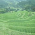 「大山千枚田」　撮影者：岡田宗也 撮影地：千葉県鴨川　大山千枚田　撮影日：2003年7月1日 午前11時