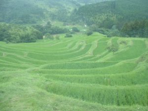 「大山千枚田」　撮影者：岡田宗也 撮影地：千葉県鴨川　大山千枚田　撮影日：2003年7月1日 午前11時