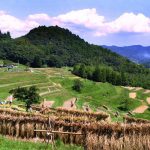 「大山千枚田1」　撮影者：坂本ジュリー　　撮影地：千葉県鴨川市大山千枚田　撮影日：2003年9月14日