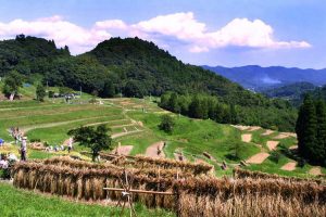 「大山千枚田1」　撮影者：坂本ジュリー　　撮影地：千葉県鴨川市大山千枚田　撮影日：2003年9月14日