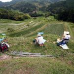 「大山千枚田1」　撮影者：村川鋼介 撮影地：千葉県鴨川大山千枚田　撮影日：2005年6月12日