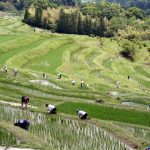 「大山千枚田2」　撮影者：村川鋼介 撮影地：千葉県鴨川大山千枚田　撮影日：2005年6月12日