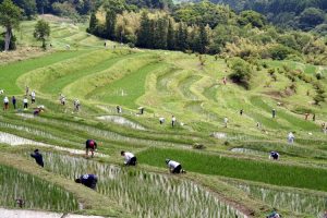 「大山千枚田2」　撮影者：村川鋼介 撮影地：千葉県鴨川大山千枚田　撮影日：2005年6月12日