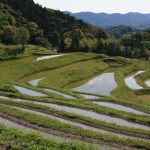 「大山千枚田」　撮影者：兼末重治 撮影地：千葉県鴨川大山千枚田　撮影日：2006年5月3日