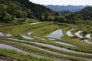 「大山千枚田」　撮影者：兼末重治 撮影地：千葉県鴨川大山千枚田　撮影日：2006年5月3日