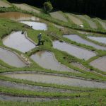 「大山千枚田」　撮影者：兼末重治 撮影地：千葉県鴨川大山千枚田　撮影日：2006年5月3日