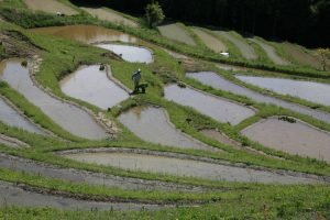 「大山千枚田」　撮影者：兼末重治 撮影地：千葉県鴨川大山千枚田　撮影日：2006年5月3日