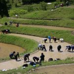 「大山千枚田」　撮影者：兼末重治 撮影地：千葉県鴨川大山千枚田　撮影日：2006年5月3日