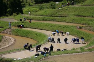 「大山千枚田」　撮影者：兼末重治 撮影地：千葉県鴨川大山千枚田　撮影日：2006年5月3日