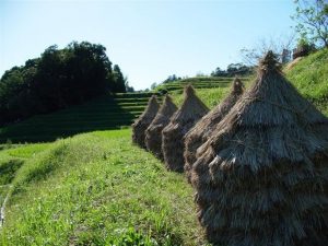 「大山千枚田」　撮影者：兼末重治 撮影地：千葉県鴨川大山千枚田　撮影日：2006年5月3日