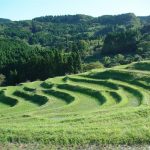 「大山千枚田」　撮影者：平林裕二 撮影地：千葉県鴨川大山千枚田　撮影日：2006年10月8日