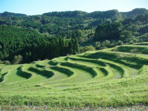 「大山千枚田」　撮影者：平林裕二 撮影地：千葉県鴨川大山千枚田　撮影日：2006年10月8日