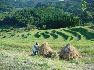 「大山千枚田」　撮影者：平林裕二 撮影地：千葉県鴨川大山千枚田　撮影日：2006年10月8日