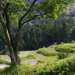 「大山千枚田」　撮影者：仙石誠 撮影地：千葉県鴨川大山千枚田　撮影日：2008年5月21日日