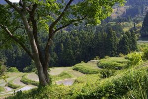 「大山千枚田」　撮影者：仙石誠 撮影地：千葉県鴨川大山千枚田　撮影日：2008年5月21日日