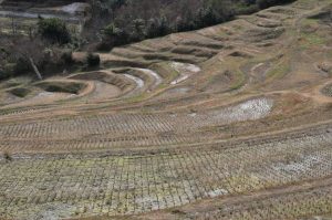 「大山千枚田」　撮影者：遠藤久仁雄 撮影地：千葉県鴨川大山千枚田　撮影日：平成21年2月19日