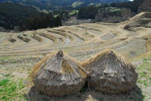 「大山千枚田」　撮影者：遠藤久仁雄 撮影地：千葉県鴨川大山千枚田　撮影日：平成21年2月19日