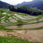 「鴨川の大山棚田」　撮影者：中野　力 撮影地：千葉県鴨川大山千枚田　撮影日：平成21年5月21日