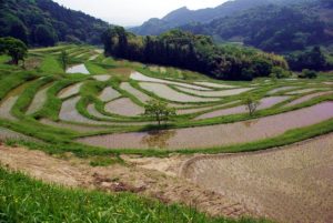 「鴨川の大山棚田」　撮影者：中野　力 撮影地：千葉県鴨川大山千枚田　撮影日：平成21年5月21日