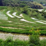 「鴨川の大山棚田」　撮影者：中野　力 撮影地：千葉県鴨川大山千枚田　撮影日：平成21年5月21日