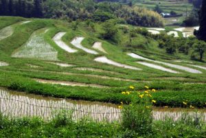 「鴨川の大山棚田」　撮影者：中野　力 撮影地：千葉県鴨川大山千枚田　撮影日：平成21年5月21日