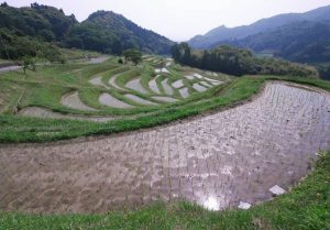 「鴨川市大山千枚田」　撮影者：遠藤久仁雄 撮影地：千葉県鴨川大山千枚田　撮影日：平成21年5月21日