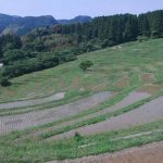 「鴨川市大山千枚田」　撮影者：遠藤久仁雄 撮影地：千葉県鴨川大山千枚田　撮影日：平成21年5月21日