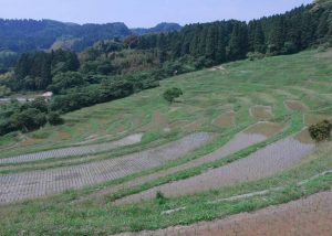 「鴨川市大山千枚田」　撮影者：遠藤久仁雄 撮影地：千葉県鴨川大山千枚田　撮影日：平成21年5月21日
