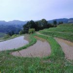 「鴨川市大山千枚田」　撮影者：遠藤久仁雄 撮影地：千葉県鴨川大山千枚田　撮影日：平成21年5月21日