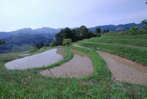 「鴨川市大山千枚田」　撮影者：遠藤久仁雄 撮影地：千葉県鴨川大山千枚田　撮影日：平成21年5月21日