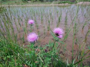 「鴨川市大山千枚田」　撮影者：遠藤久仁雄 撮影地：千葉県鴨川大山千枚田　撮影日：平成21年5月21日