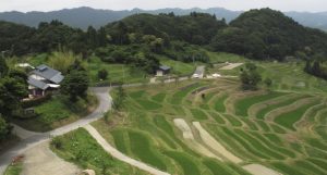 「千葉県大山千枚田」　撮影者：粟田一男 撮影地：千葉県鴨川大山千枚田　撮影日：平成21年6月16日