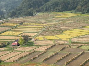 扇状に広がる「椹平の棚田」。規則正しく並ぶ稲杭に感動。 撮影者：岡崎国宏　撮影地：山形県朝日町 一本松公園（椹平の棚田脇）撮影日：2008.10.10