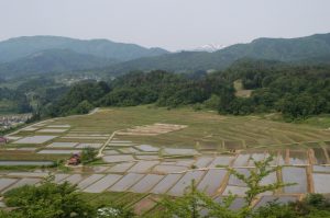 田植が進む春の「椹平の棚田」。奥に見えるは日本百名山、磐梯朝日国立公園の主峰「大朝日岳（1871ｍ）」 撮影者：岡崎国宏　撮影地：山形県朝日町 一本松公園（椹平の棚田脇）撮影日：2008.5.28