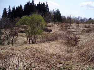 「耕作放棄田」 撮影者：高野光世　撮影地：福島県喜多方市山都町　撮影日：2013.5.5
