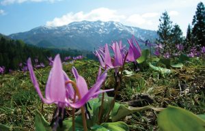 北五百川　かたくり