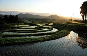 川代棚田