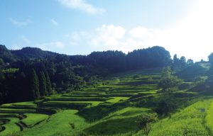 大山千枚田