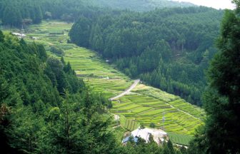 大栗安の棚田