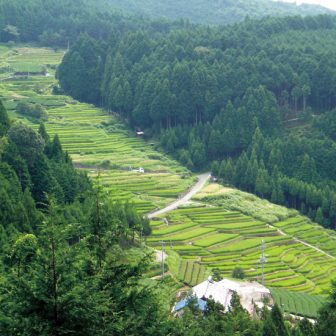 大栗安の棚田