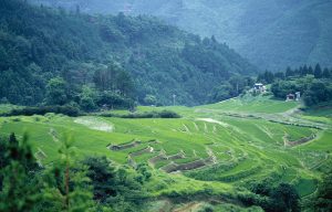 久留女木の棚田