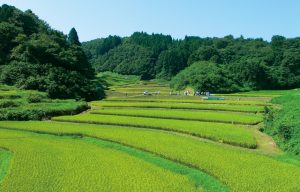 石畑の棚田