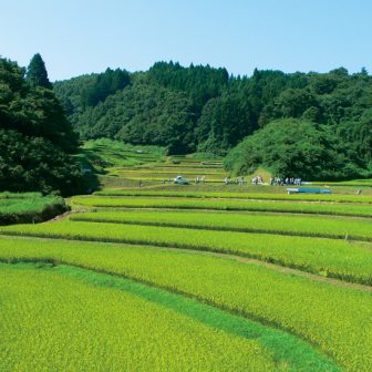 石畑の棚田