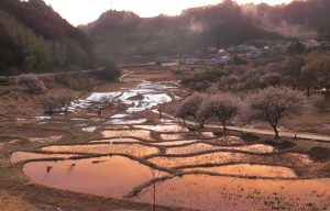 上倉沢の棚田