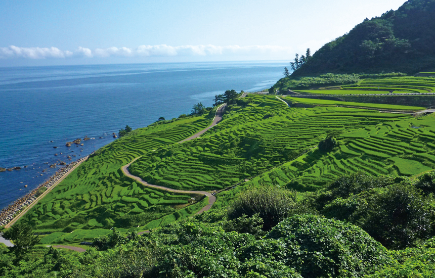 白米千枚田