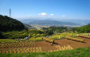 稲倉の棚田
